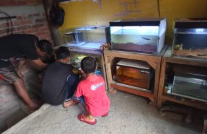 Menjaring Untung Dengan Bisnis Akuarium Ditengah Pandemi