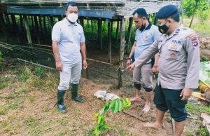 Korban Tewas Kesetrum Sudah Jatuh, Polisi Imbau Warga LAS HST Hentikan Pasang Perangkap Setrum Listrik di Kandang Ternak