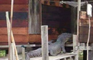 Banjir Belum Surut Awas Buaya Mulai Berkeliaran