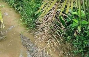 Kondisi Banjir di Kutim Memprihatinkan, Awas Buaya Bermunculan Banjir Terparah Selama 10 Tahun Terakhir