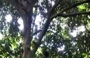 Tragis, Pemuda Desa Andang HST Gantung Diri di Pohon Ramania