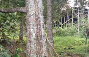 Pohon Durian Juga Perlu Beha?