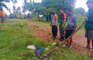 Buaya Resahkan Warga, Dilumpuhkan Babinsa Teluk Lombok
