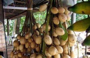 Rambai dari Ibu Menteri