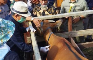 Bupati Kutim Awali Penyuntikan Vaksin PMK Kedua Serentak di Kaubun