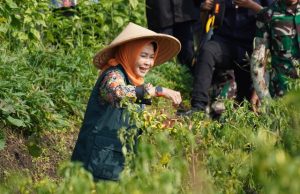 Setelah Tiga Bulan Tanam, Walikota Batu Panen Lombok