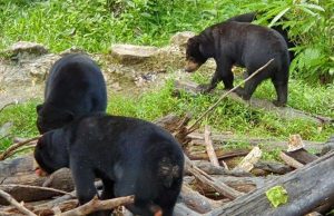 Gaby dan Beruang Madu