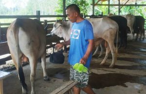 Permintaan Hewan Qurban di HST Cukup Besar, Adul : 5.000-an Ekor Diperkirakan Bakal Terjagal