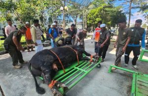 Masjid Agung Al-Faruq Sembelih 12 Sapi dan Seekor Kambing