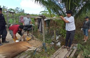 Peringati Iduladha, KPC dan PWI Kutim Sembelih Satu Ekor Sapi