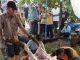 Hewan Qurban di HST, Bupati Aulia dan Keluarga Potong Tiga Sapi, Adul : Ulun Saja 40 Ekor