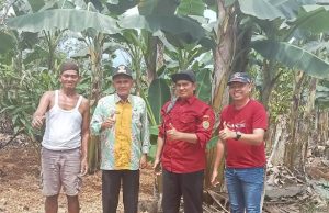 Hak Paten untuk Pisang Grecek Kaubun