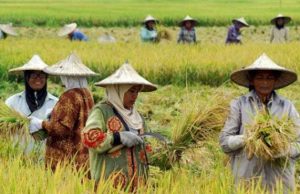 Dampak El-Nino, Krisis Pangan Jadi Perhatian Ketua DPRD Kaltim