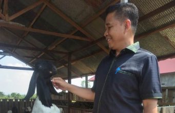 Melalui Aspirasi Ketua DPRD Kutim, Poktan Berdikari 2 Terima 31 Ekor Kambing