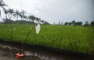 Gerombolan Pipit Ancam Padi Mengurai di Pudak HST, Begini Cara Gabih dkk Usir Serbuannya