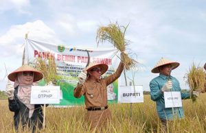 Poktan Umbut Aren Panen 4,8 Ton, Kutim Berpotensi Kembangkan Benin Padi Sendiri