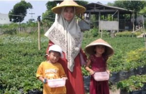 Selama Libur Lebaran, 5.600 Wisawatan Kunjungi Lokasi Kebun Lumbung Strawberry