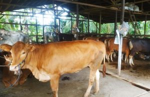 Hewan Qurban Bupati HST 23 Ekor Sapi, Kabag Kesra Sebut Pembagiannya Mulai H-1 Idul Adha