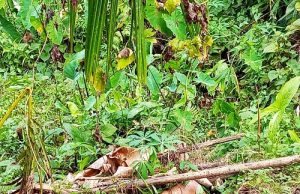 Beberapa Hari Tak Terlihat, Abah Abdi Kedapatan Warga Loksado HSS Tewas, Korban Perampokan?