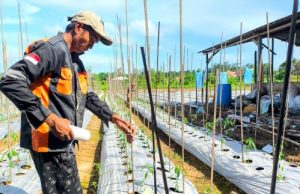 PT Pertamina EP Sangatta Field Kembangkan Program ECO-STEP Semberah Dukung Pertanian Berkelanjutan di Kukar