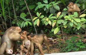 Melihat “Monyet Nusantara”