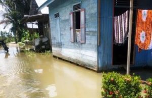 Permukiman Warga dan Ratusan Hektare Banih di HSS Terendam, Keong Mas pun Ikut Merajalela