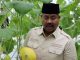 Poktan Kejawi Permai Desa Rapak Lambur Berhasil Budidayakan Melon, Bupati Edi Berikan Apresiasi