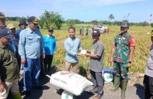 Bulog Barabai Siap Serap 3.200 Ton Gabah Panen Setara Beras di Banua Enam, Riza : HPP Rp6.500/kg