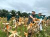 Dua Anak Usaha Astra Agro Area Kaltim Panen Perdana Jagung