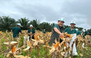 Dua Anak Usaha Astra Agro Area Kaltim Panen Perdana Jagung