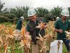 Panen Perdana Jagung Jadi Langkah Awal AAL Capai Swasembada Pangan