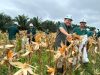 Sukses Panen Perdana Jagung PT KED dan SAP Siapkan Target Dukung Program Ketahanan Pangan