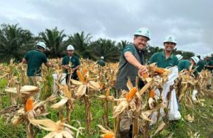 Sukses Panen Perdana Jagung PT KED dan SAP Siapkan Target Dukung Program Ketahanan Pangan