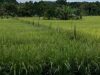 Pemdes Suka Maju Bakal Bangun Embung, Guna Memperlancar Pengairan Sawah Petani