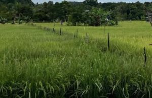 Pemdes Suka Maju Bakal Bangun Embung, Guna Memperlancar Pengairan Sawah Petani