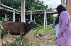 KPC Bagikan 67 Ekor Sapi Kurban ke Wilayah Operasional dan Stakeholder, Termasuk PWI Kutim