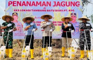 Dukung Ketahanan Pangan, Polres-KPC Tanam Jagung 10 Hektare di TBA