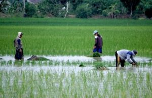 Dukung Ketahanan Pangan, Kecamatan Marangkayu Programkan Sektor Pertanian dan Perkebunan Jadi Prioritas