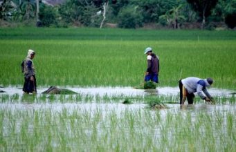 Dukung Ketahanan Pangan, Kecamatan Marangkayu Programkan Sektor Pertanian dan Perkebunan Jadi Prioritas