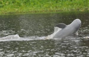 Akibat Sedimentasi dan Pencemaran, Populasi Pesut Mahakam Makin Turun
