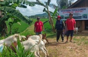 Dinas Petanian dan Peternakan Salurkan 304 Ekor Kambing Boer kepada Kelompok Tani