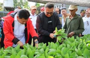 Panen Sayur di Maluhu, Bupati Serahkan Sejumlah Bantuan