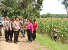 Kapolres HST Turun Langsung ke Desa Awang, Cek Jagung Hibrida yang Mendekati Panen