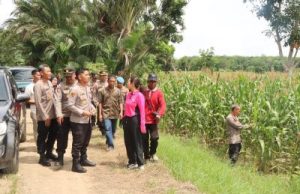 Kapolres HST Turun Langsung ke Desa Awang, Cek Jagung Hibrida yang Mendekati Panen