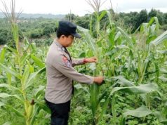 Dukung Ketahanan Pangan, Polres Kutim Galakkan Penanaman Jagung