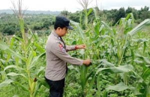 Dukung Ketahanan Pangan, Polres Kutim Galakkan Penanaman Jagung