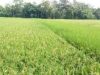 Gapoktan Sidodadi Mangkurawang Berhasil Panen Padi, Hasilnya Dibeli Bulog