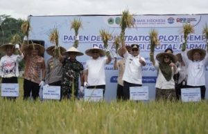 Bupati Apresiasi Panen di Demplot Padi ‘Leisa’ dan Aplikasi Digital Farming