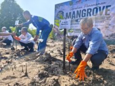 Pemuda Kutim dan KAM Tanam 1.000 Bibit Mangrove di Pantai Teluk Lingga