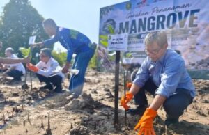 Pemuda Kutim dan KAM Tanam 1.000 Bibit Mangrove di Pantai Teluk Lingga